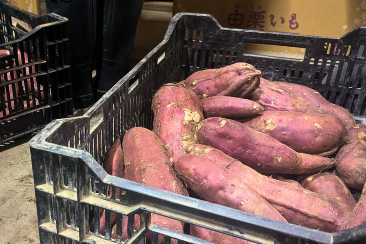 【期間限定】まるごと由栗いも