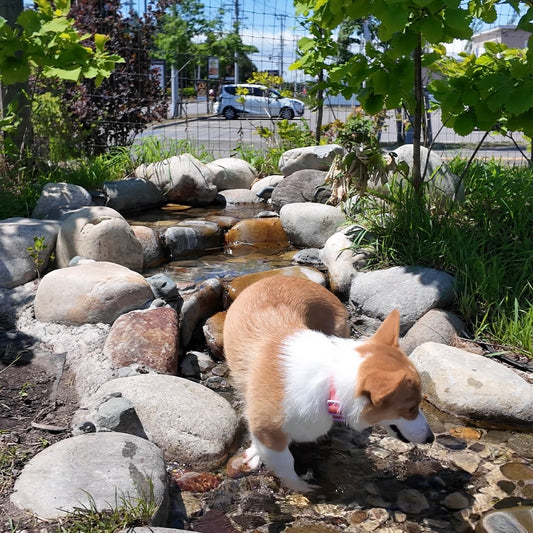 【わんこと北海道】わんちゃんのあし湯...!? @十勝川温泉