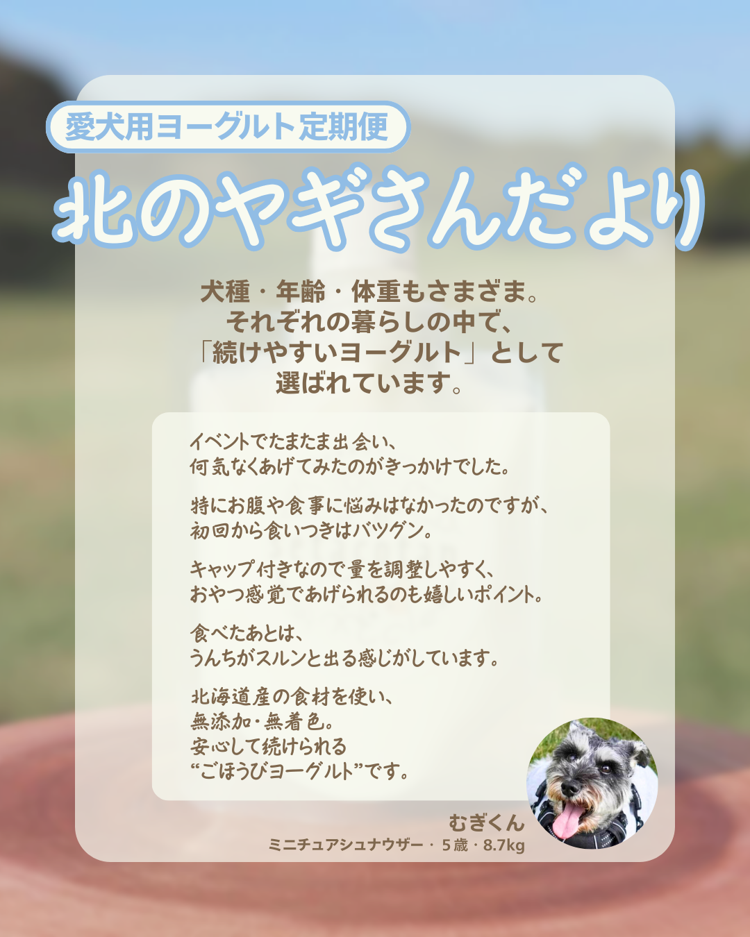 【ヨーグルト定期便】北のヤギさんだより