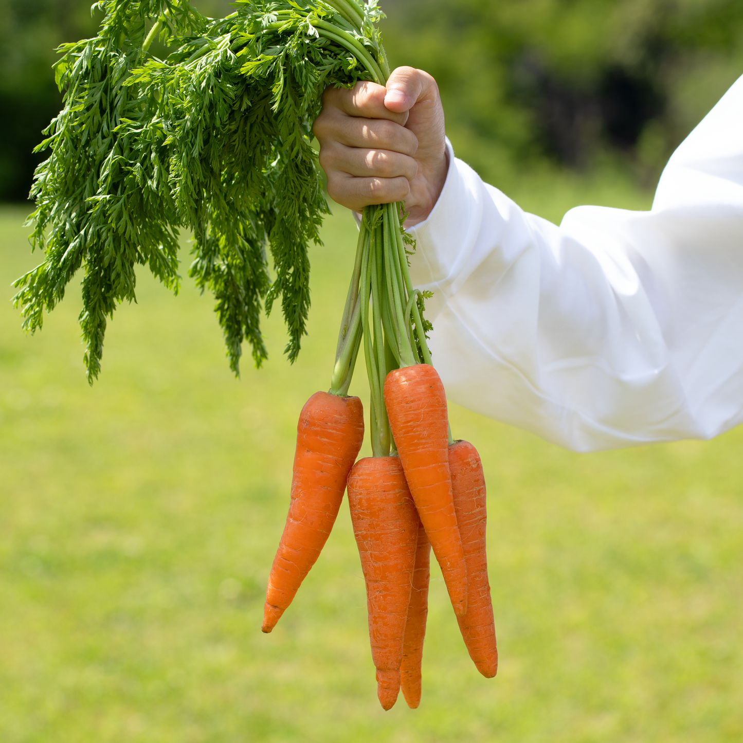 Exceptional sweetness! Hokkaido Carrot Cookies